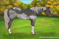 Horse Color:Silver Black Tobiano 