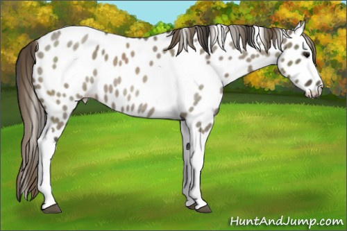 Horse Color:Smoky Grullo Roan Tobiano Appaloosa 