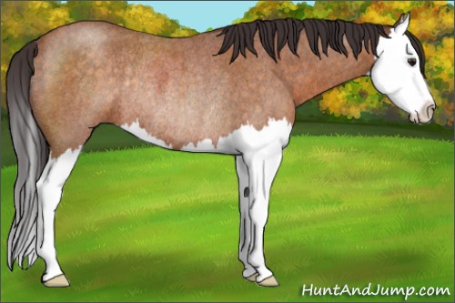 Horse Color:Buckskin Roan Splash Rabicano 