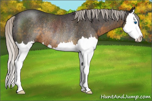 Horse Color:Silver Smoky Blue Roan Splash Rabicano 