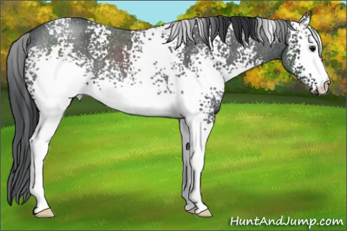 Horse Color:White Spotted Blue Roan 