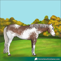 Horse Color:White Spotted Silver Black Sabino Rabicano