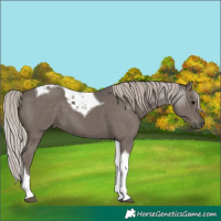 Horse Color:Silver Black Tobiano 