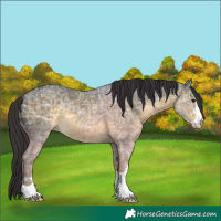 Horse Color:Buckskin Ice 
