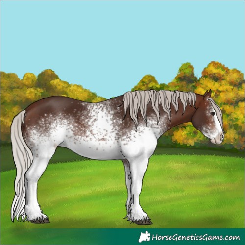 Horse Color:White Spotted Silver Brown Splash