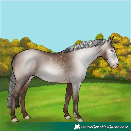 Horse Color:Gray Amber Champagne Mushroom Sabino Rabicano 