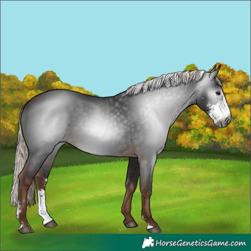 Horse Color:Gray Liver Chestnut Mushroom Sabino 