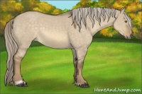 Horse Color:Chocolate Palomino Dun Mushroom Sabino 