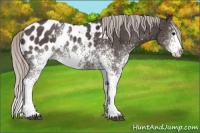 Horse Color:White Spotted Silver Black Splash Appaloosa 