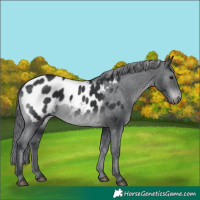 Horse Color:Black Chinchilla Appaloosa 