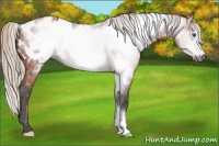Horse Color:Gray Silver Bay Frame Appaloosa 