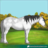 Horse Color:Blue Roan Splash 