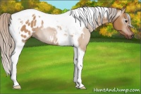 Horse Color:Gray Silver Bay Dun Tobiano Appaloosa 