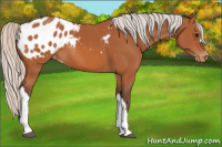Horse Color:Silver Bay Appaloosa 