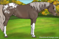 Horse Color:Silver Black Appaloosa