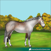 Horse Color:Gray White Spotted Bay Rabicano 