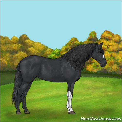 Horse Color:Black 