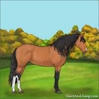 Horse Color:Bay 