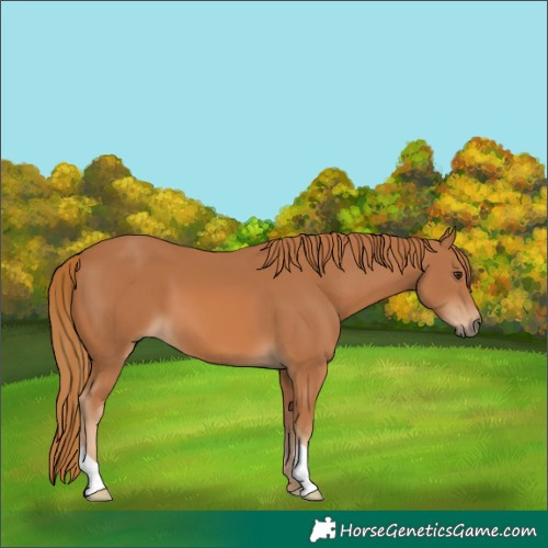 Horse Color:Chestnut 