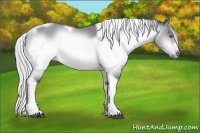 Horse Color:Silver Bay Chinchilla Tobiano Frame Rabicano 