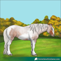 Horse Color:Silver Brown Roan Tobiano Frame Rabicano 