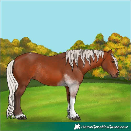 Horse Color:Silver Brown Tobiano Rabicano
