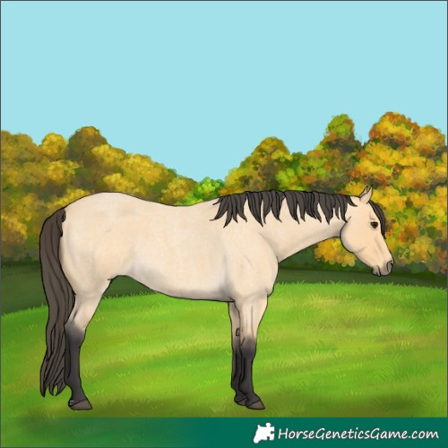 Horse Color:Buckskin Roan 