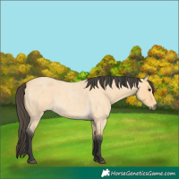 Horse Color:Buckskin Roan