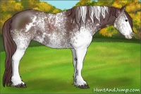 Horse Color:White Spotted Chocolate Black