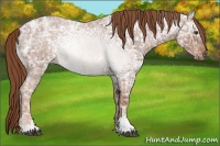 Horse Color:Red Ice Roan Sabino Rabicano 