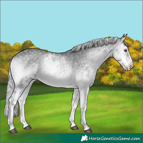 Horse Color:White Spotted Silver Blue Onyx Chinchilla Splash 