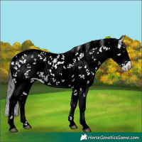 Horse Color:White Spotted Brown Chinchilla Ice Sabino 