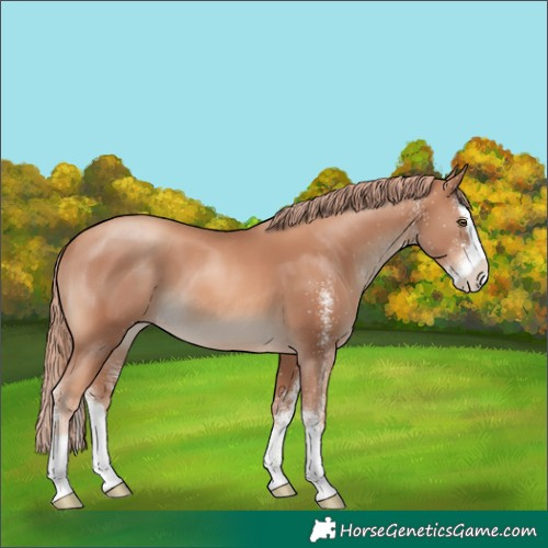 Horse Color:White Spotted Gold Champagne Splash 