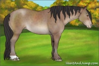 Horse Color:Sable Champagne Rabicano 