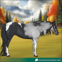 Horse Color:Black Tobiano 