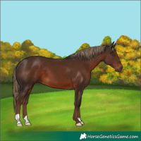 Horse Color:Liver Chestnut 