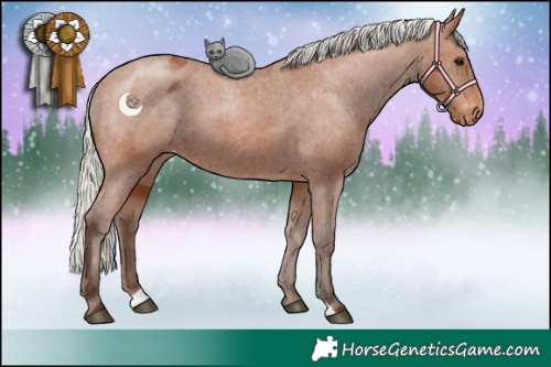 Horse Color:Silver Brown Appaloosa 
