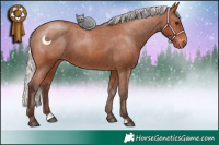Horse Color:Silver Brown Appaloosa 