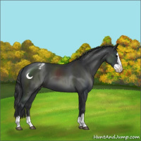 Horse Color:Black Sabino Splash Appaloosa