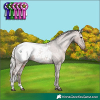 Horse Color:Silver Black Sabino Appaloosa Rabicano