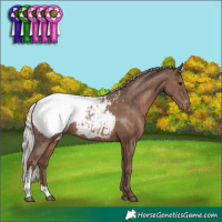 Horse Color:Silver Black Sabino Snowcap Rabicano