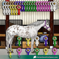 Horse Color:Silver Black Appaloosa