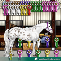 Horse Color:Silver Black Appaloosa 
