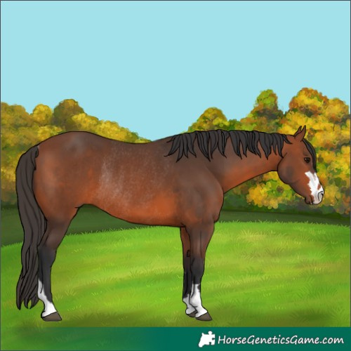 Horse Color:Bay Rabicano  and Bay Rabicano 