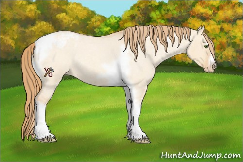 Horse Color:Gold Champagne Roan Dun Splash Tobiano Frame Appaloosa Rabicano 