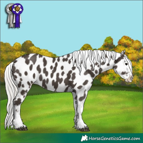 Horse Color:Silver Black Tobiano Appaloosa 