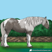 Horse Color:Silver Black Tobiano 