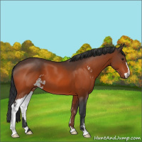 Horse Color:Brown Sabino 