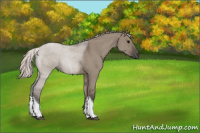 Horse Color:Silver Grullo Tobiano 