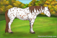 Horse Color:Chestnut Near Leopard 